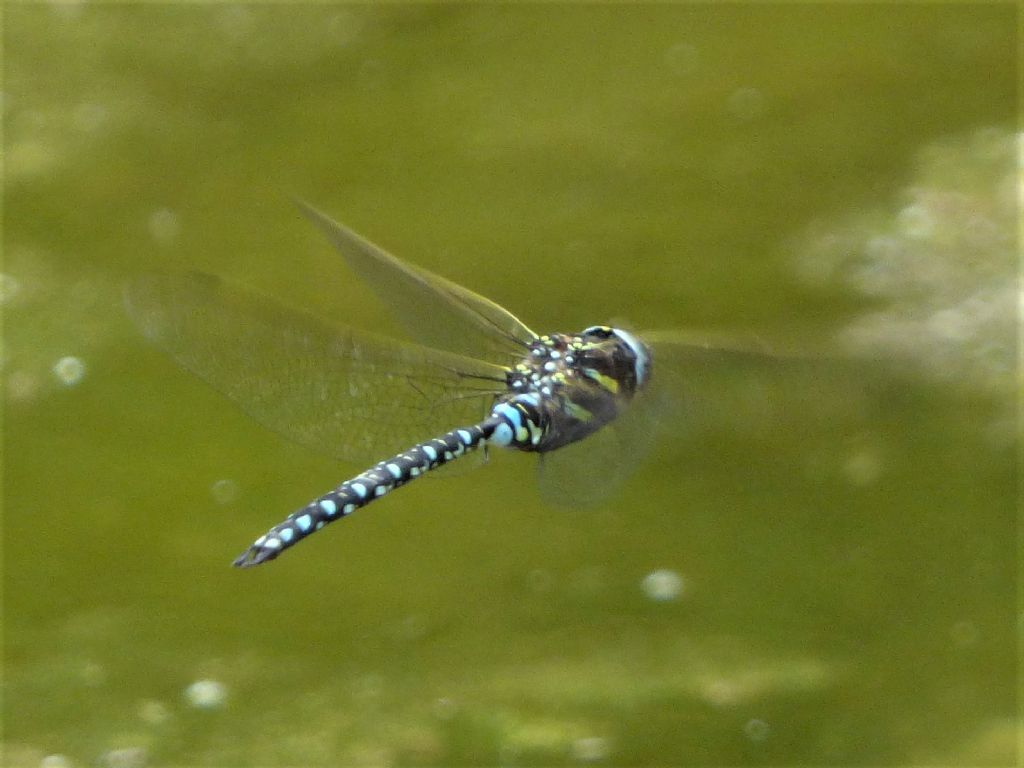 Aeshna juncea